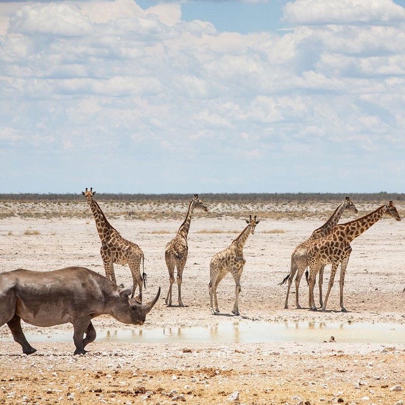 Nashorn und Giraffen in Etosha Nationalpark