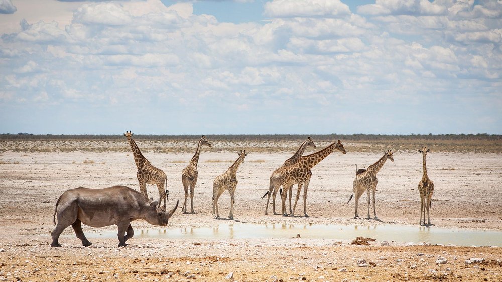 Giraffen und Nashörner am Wasserloch im Etosha Nationalpark