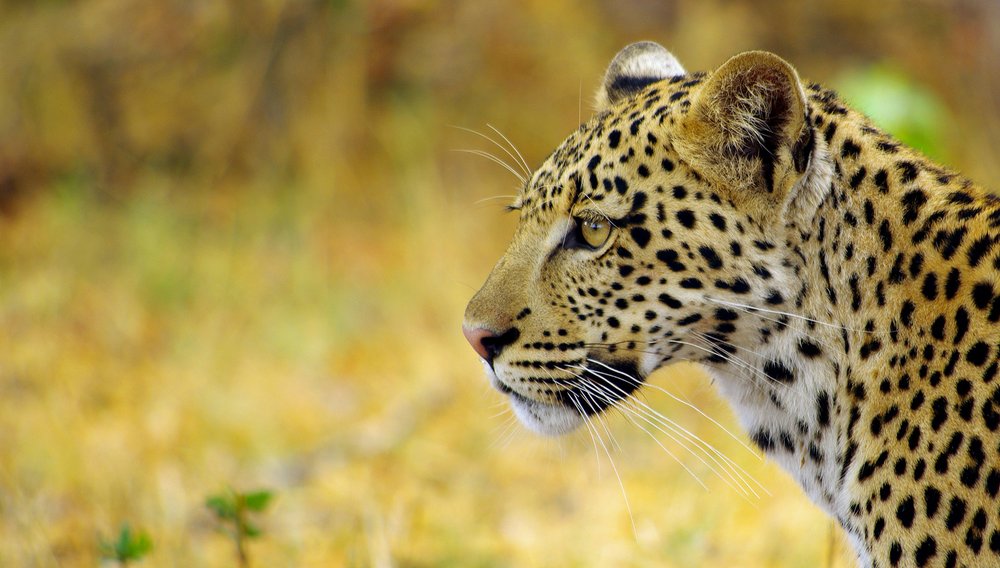 Leopard im Moremi Game Reserve Okavango Delta