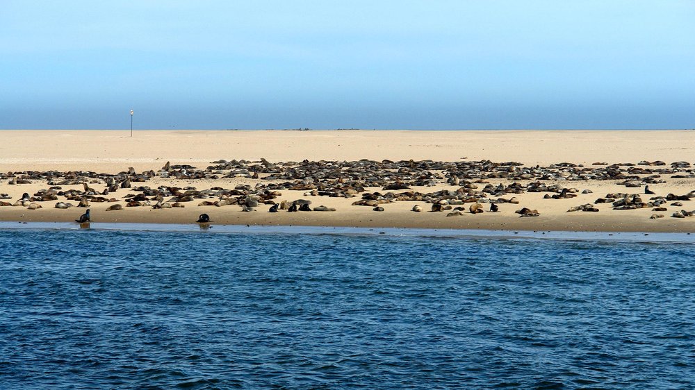 Eine Robbenkolonie liegt auf einer Sandbank vor Walvis Bay