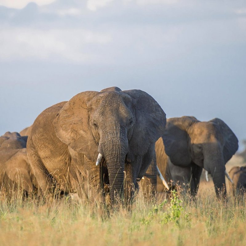 Elefanten im Grumeti Schutzgebiet