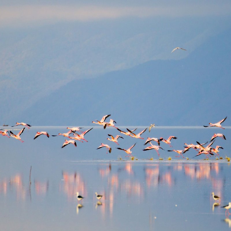 Flamingos im Lake Manyara Nationalpark