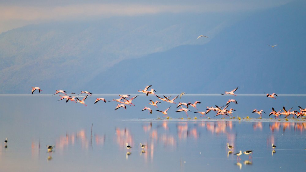 Flamingos am Lake Manyara