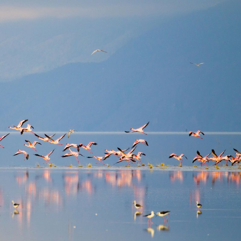 Flamingos im Lake Manyara Nationalpark