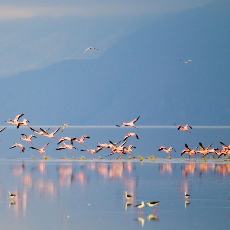 Flamingos im Lake Manyara Nationalpark 