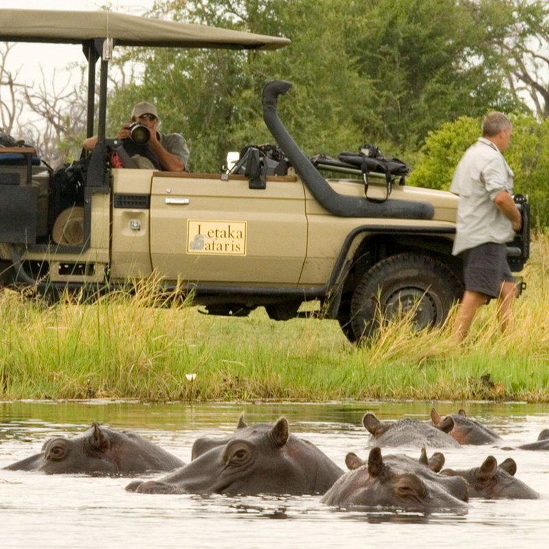 Hippos auf Pirschfahrt