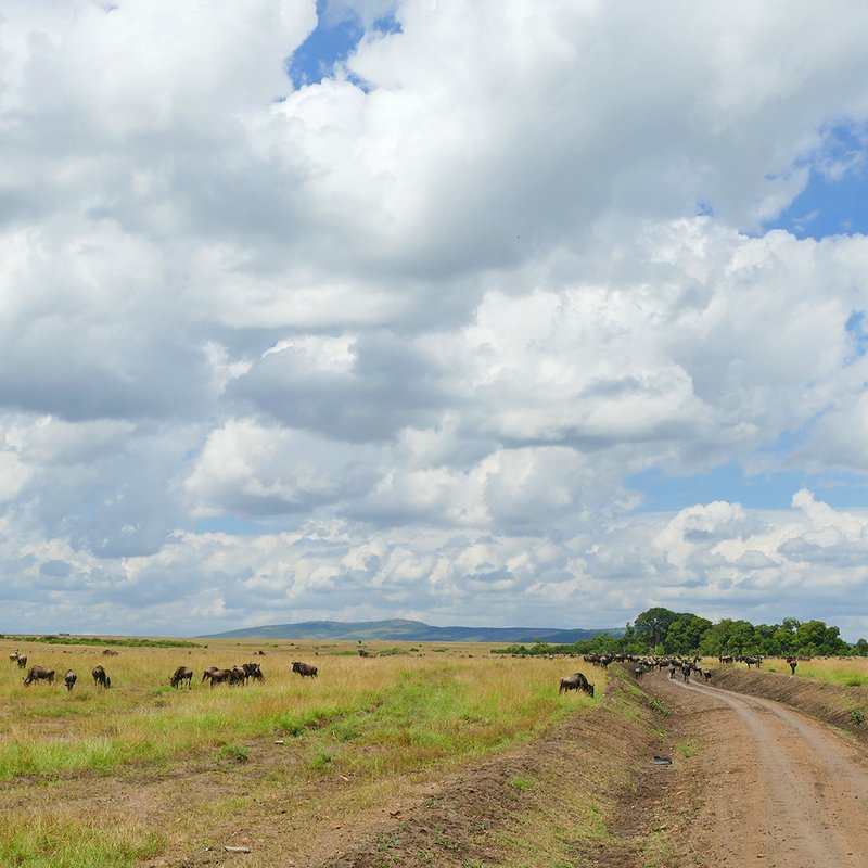 Fahrt in die Masai Mara