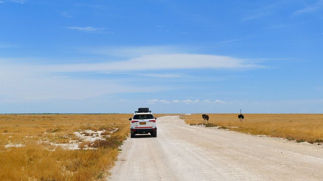 Selbstfahrerreise im Etosha Nationalpark