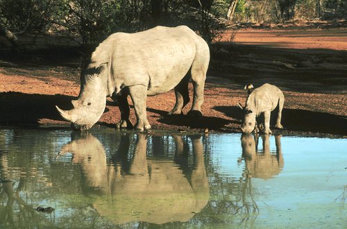 Khama Rhino Sanctuary Campsite