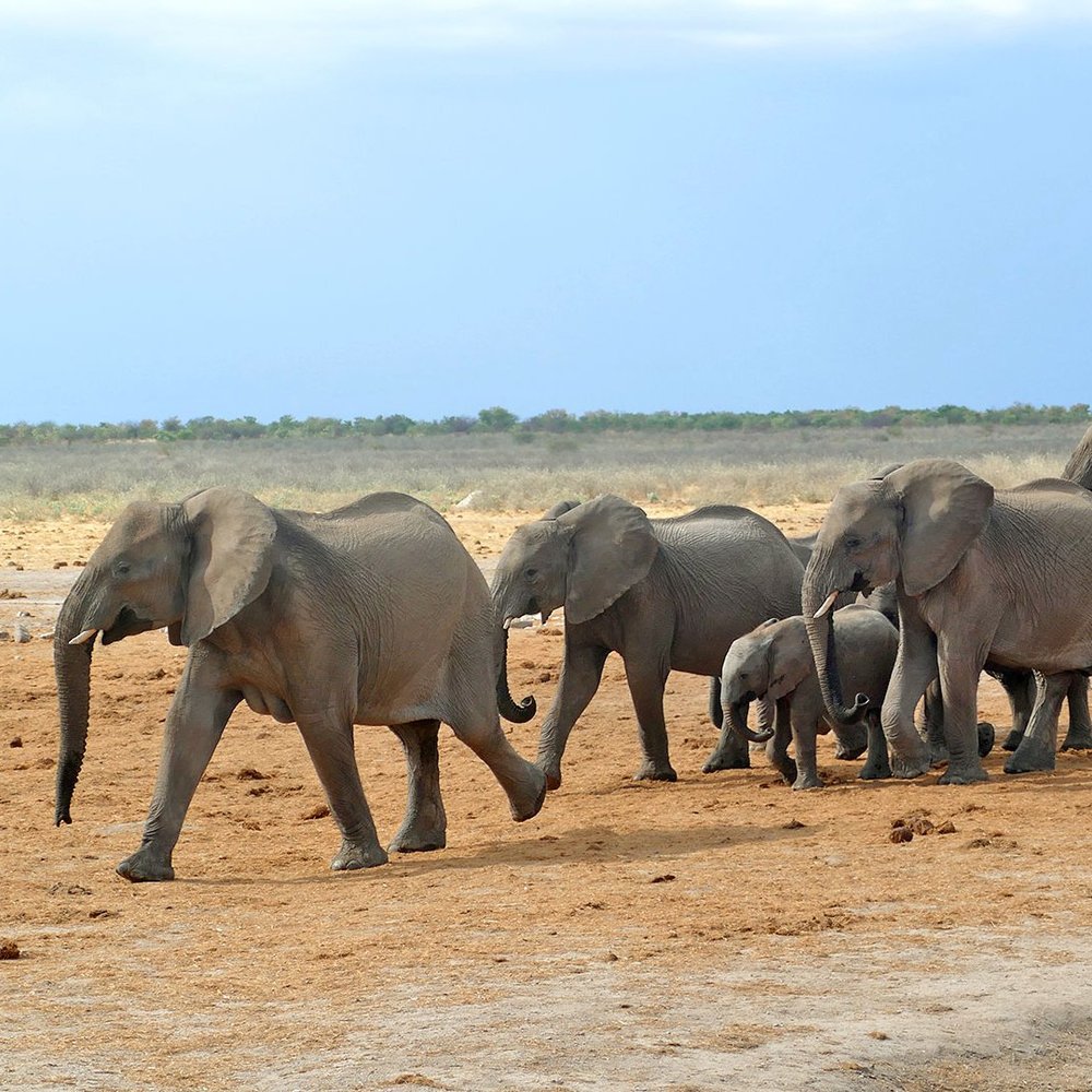 Der Etosha Nationalpark