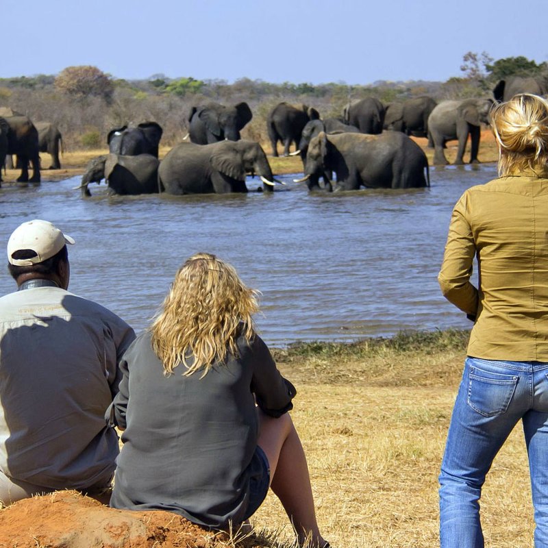 Elefanten im Hwange Nationalpark