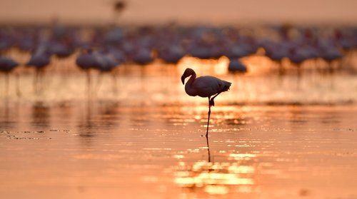 SAFARITRAUM - Tansania mit Lake Natron