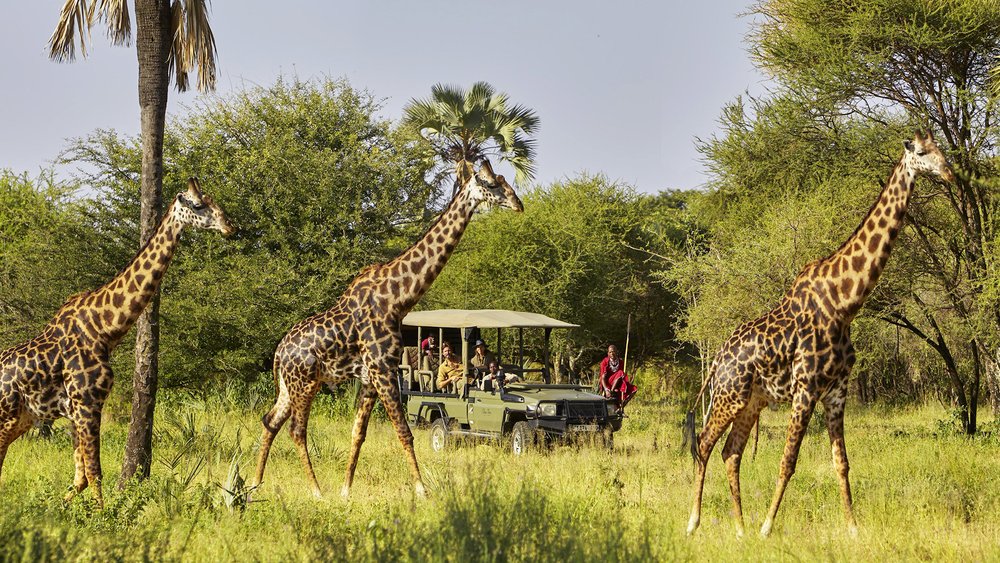 Pirschfahrt mit Giraffen