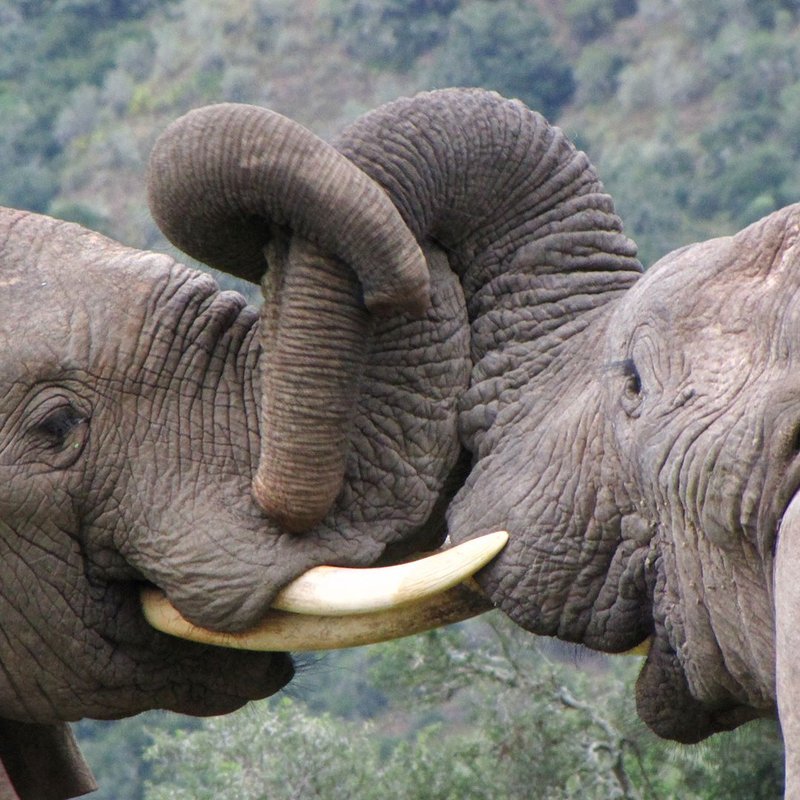 Elefanten im Addo Elephant Nationalpark