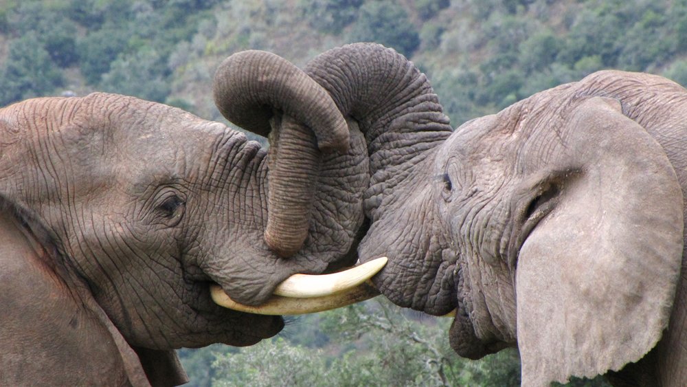 Elefanten im Safari im Addo Elephant Nationalpark