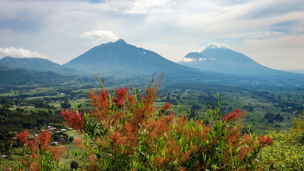 Blick auf die drei Gipfel Mount Karisimbi, Mount Bisoke und Mount Muhabura im Volcanoes Nationalpark