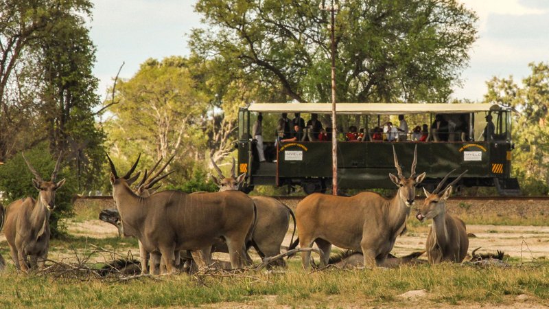 Antilopen im Hwange Nationalpark