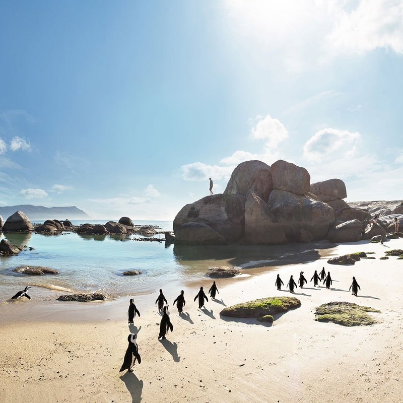 Pinguine Boulders Beach