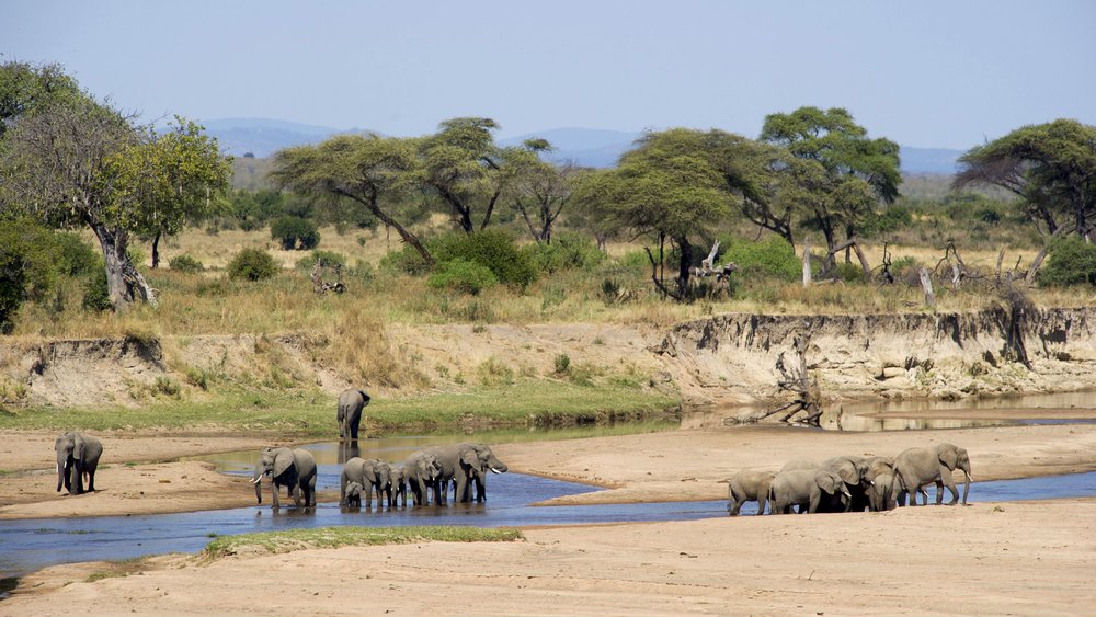 Elefanten im Nyerere Nationalpark