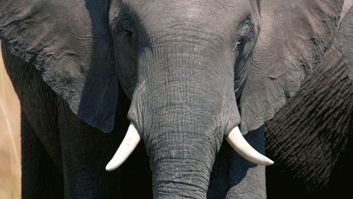 Soul of the Elephant - Botswana & Kenia exklusiv