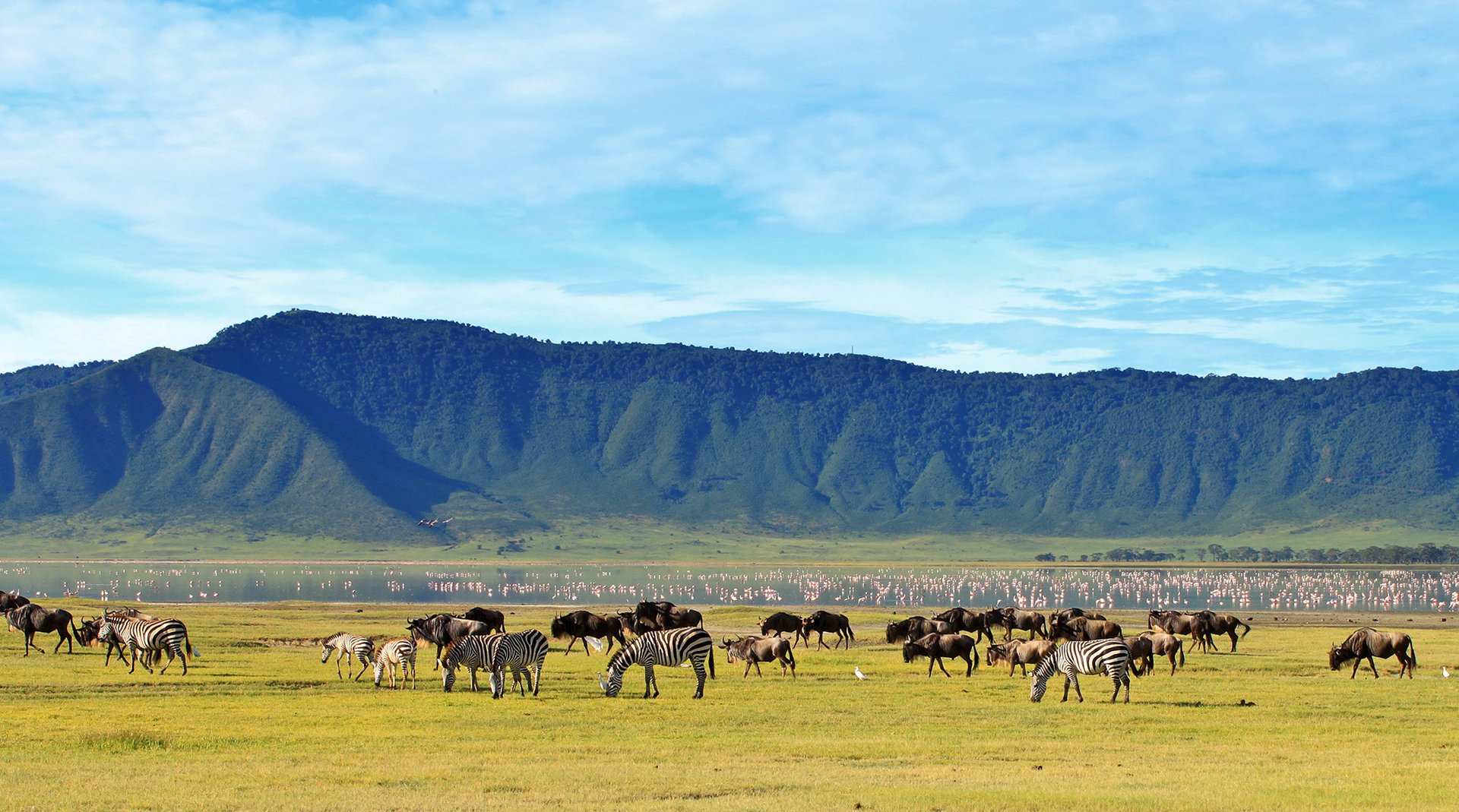 Zebras und Gnus im Ngorongoro Krater