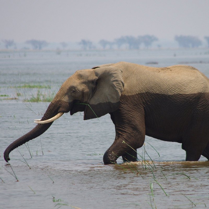 Elefant im Lower Zambezi River