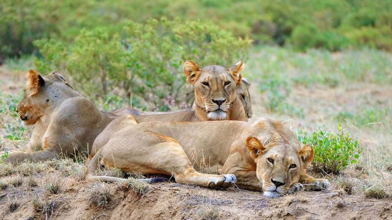 Drei Löwinnen vor der grünen Landschaft im Shaba Schutzgebiet