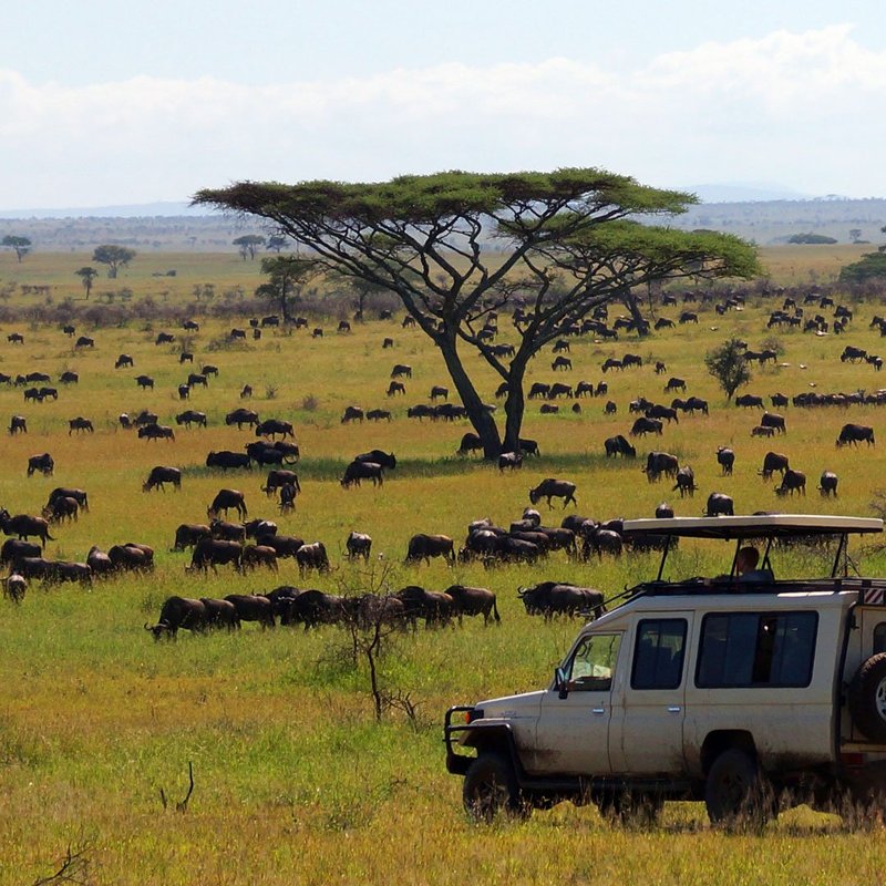 Pirsch im Serengeti-Nationalpark