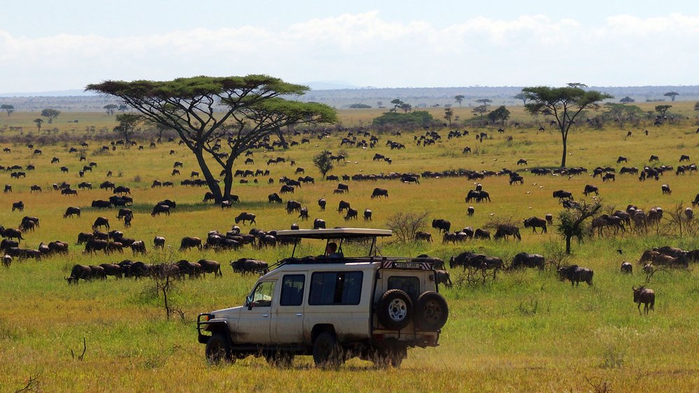 Gnus auf Safari im Serengeti Nationalpark 