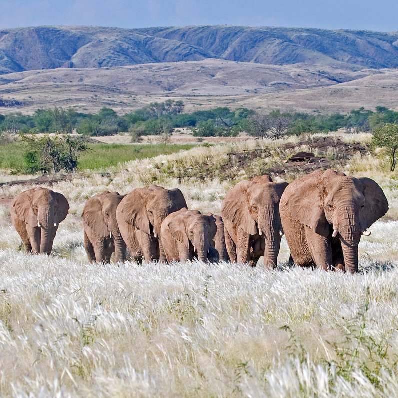 Elefanten im Damaraland