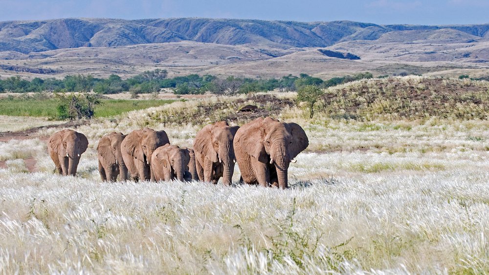 Damaraland eine Gruppe Wüstenelefanten durchstreift die Landschaft