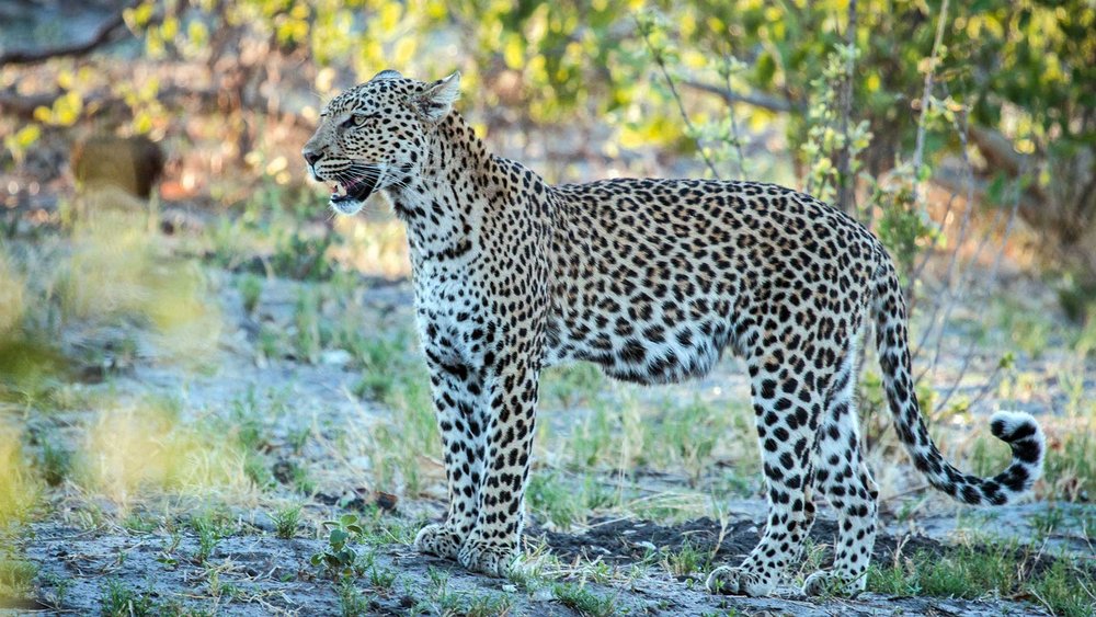 Leopard in der Savuti-Region