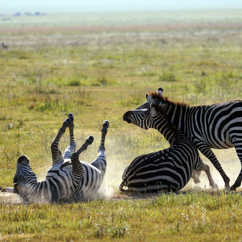 Zebras im Ngorongoro-Krater