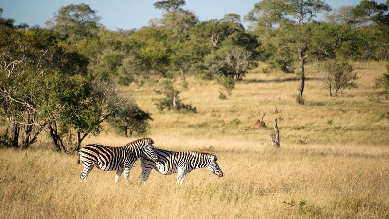 Kruger Nationalpark Zebras