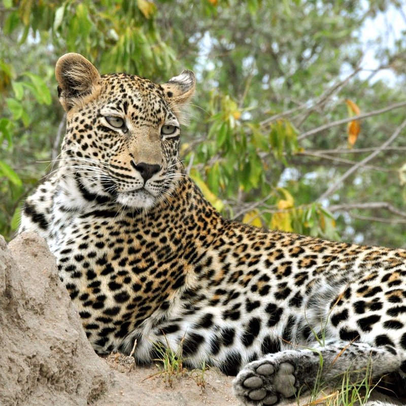 Kruger Nationalpark Leopard