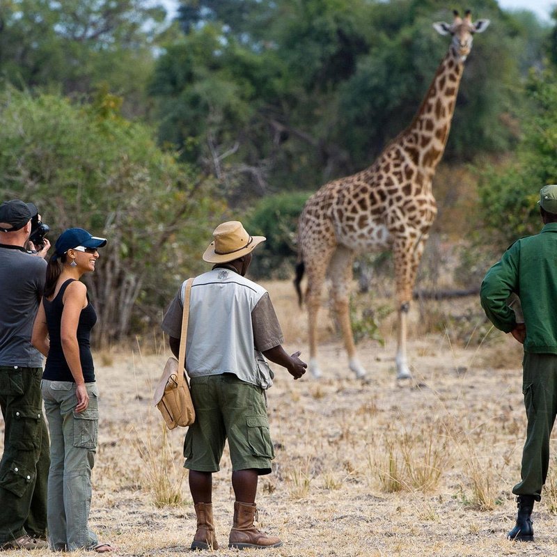 Giraffe im South Luangwa Nationalpark