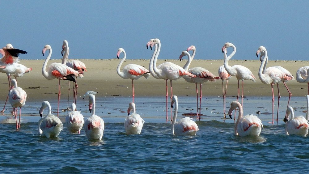 Flamingos baden und fischen im Wasser vor Walvis Bay