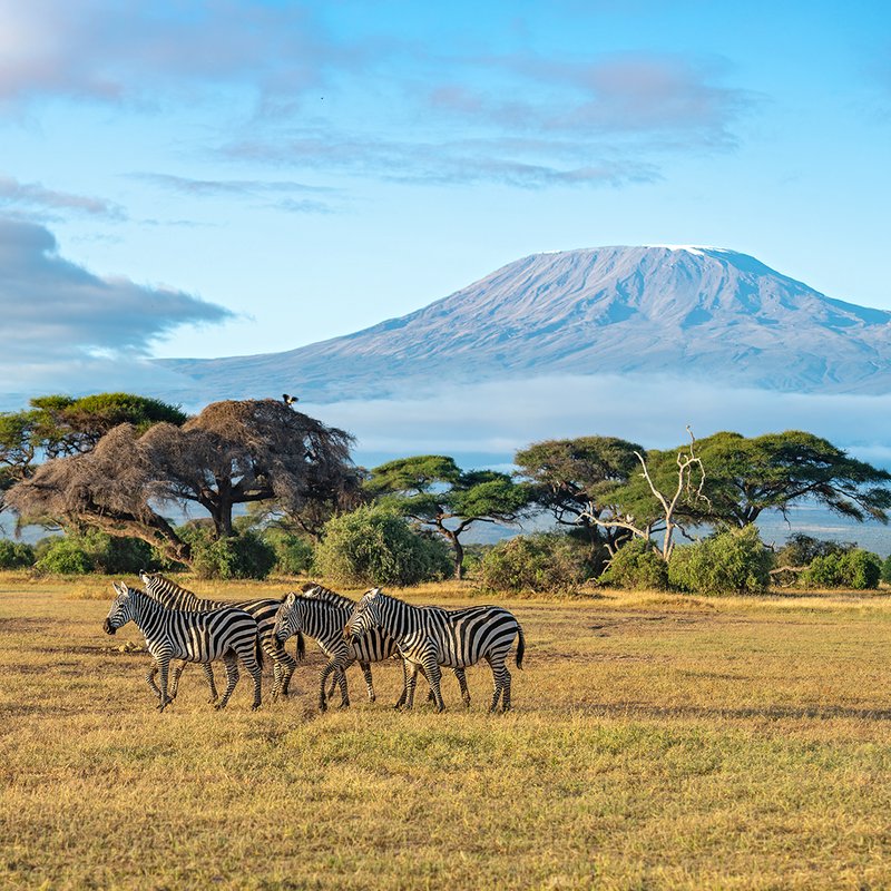 Zebras mit Kilimanjaro im Hintergrund