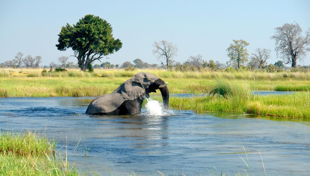 Ein Elefant badet und trinkt am Ufer des Chobe Fluss