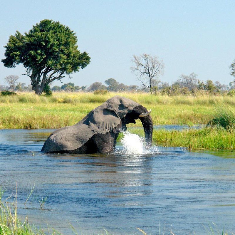 Elefant im Khwai River
