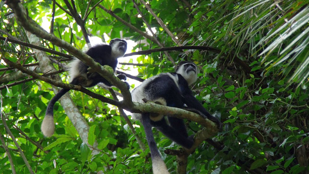 Schwarz-weiße Colobus Affen im Kibale Forest Nationalpark