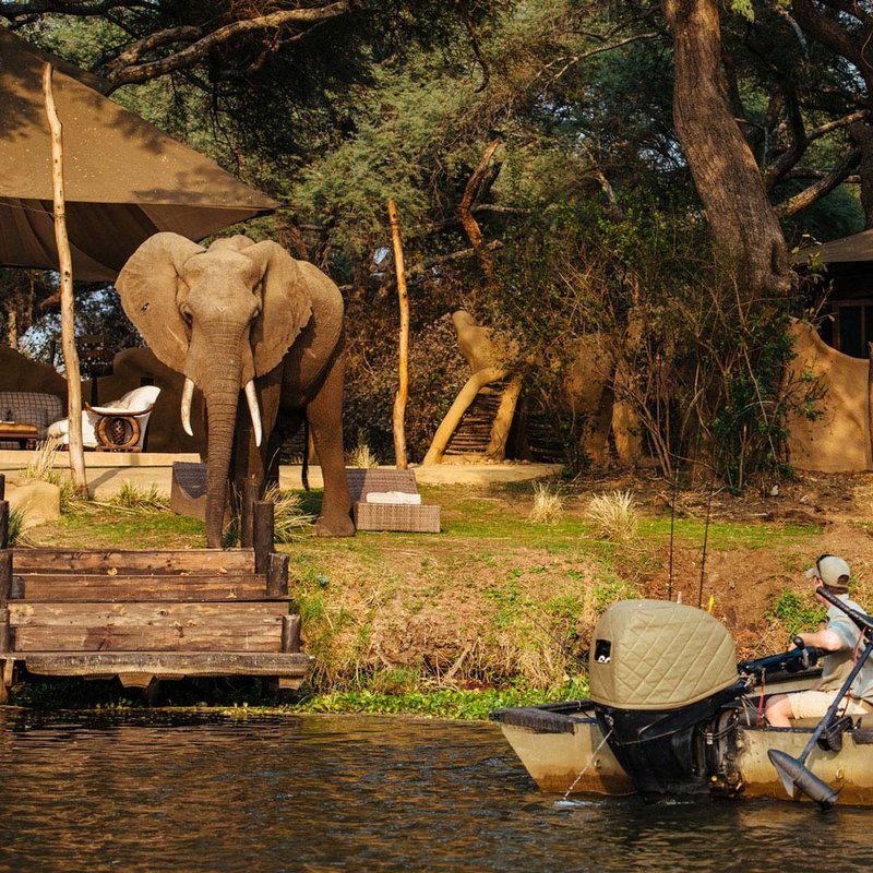 Elefant an der Unterkunft im Lower Zambezi Nationapark