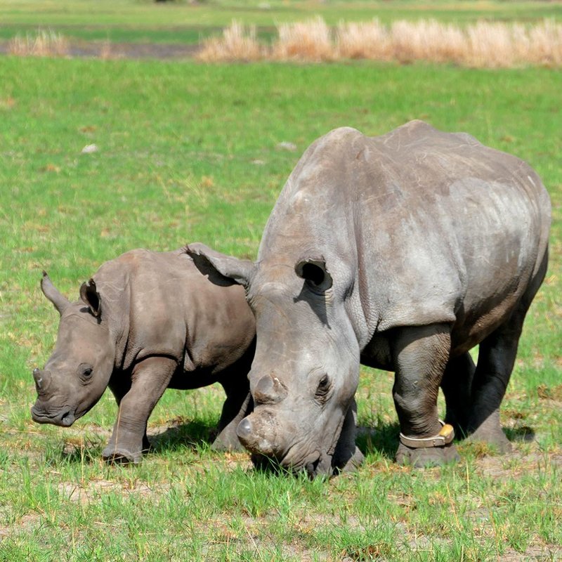 Nashörner im Khama Rhino Sanctuary