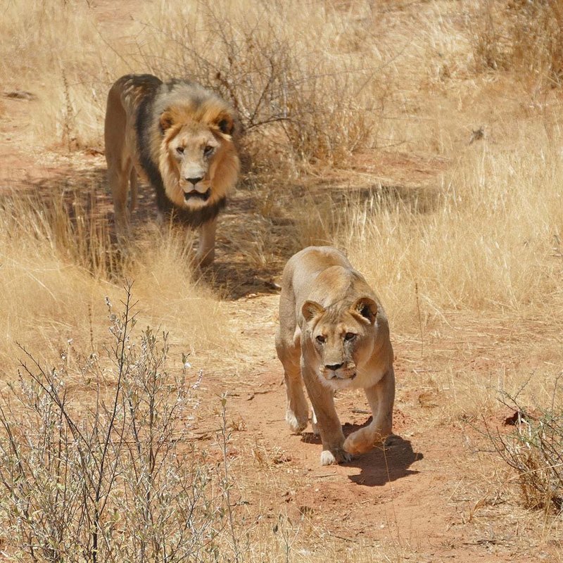 Löwe und Löwin im Etosha Nationalpark