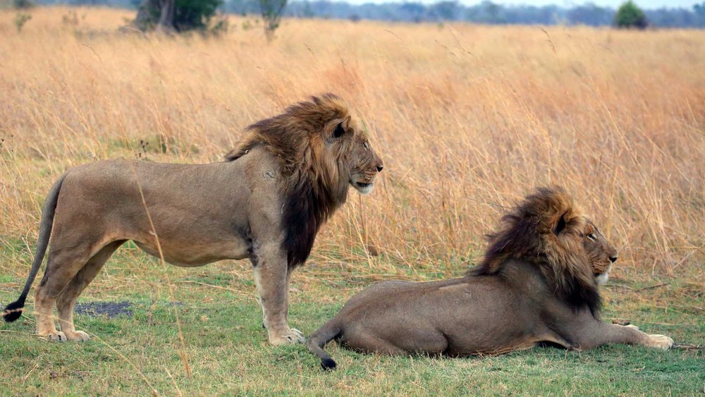Löwen im Kalahari Game Reserve