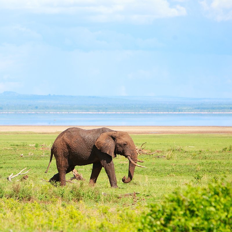 Elefant mit Lake Manyara im Hintergrund
