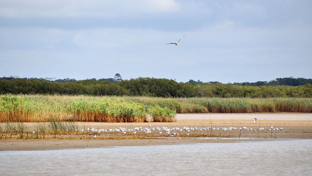 Vögel am gewässer im iSimangaliso Wetland Park