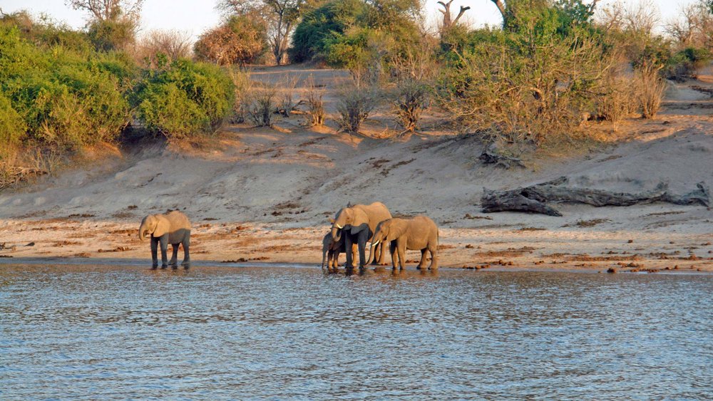 Elefanten am Fluss in der Zambezi Region