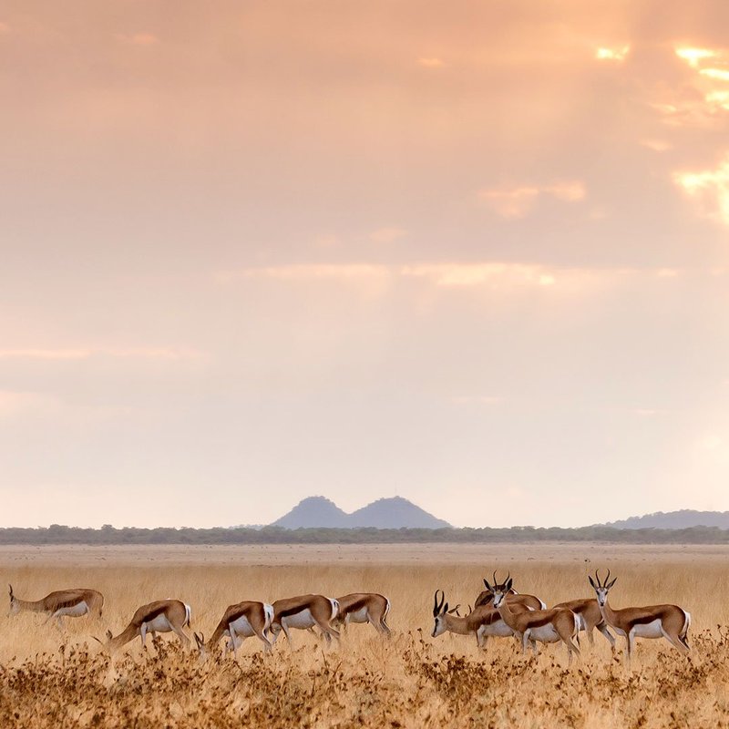 Eine Springbok Herde vor dem Sonnenuntergang der Landschaft des Etosha Nationalpark