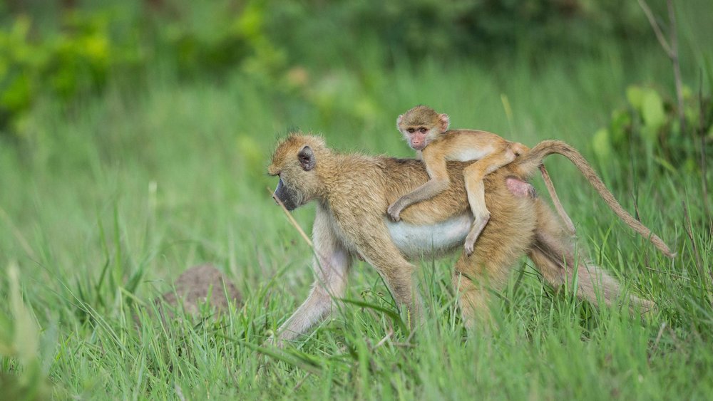 Eine Affenmutter trägt ihr Junges auf dem Rücken im Kafue Nationalpark